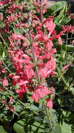 Texas Betony, Scarlet Hedge Nettle(Stachys coccinea)