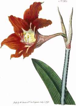 (Hippeastrum )