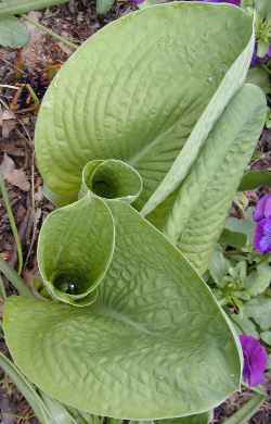 Hosta(Hosta sieboldiana)