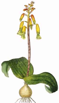 Cape Cowslip(Lachenalia aloides)