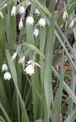 Summer Snowflake, Giant Snowflake(Leucojum aestivum)