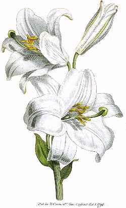 Madonna Lily(Lilium candidum)