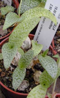 Silver Squill (Ledebouria socialis)