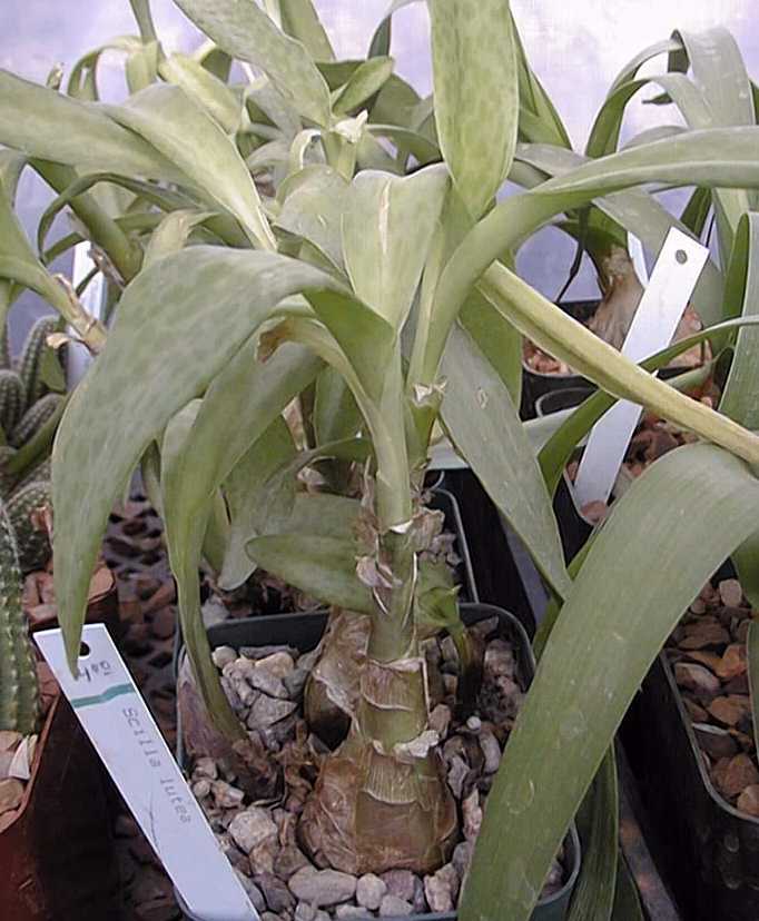 Ledebouria concolor