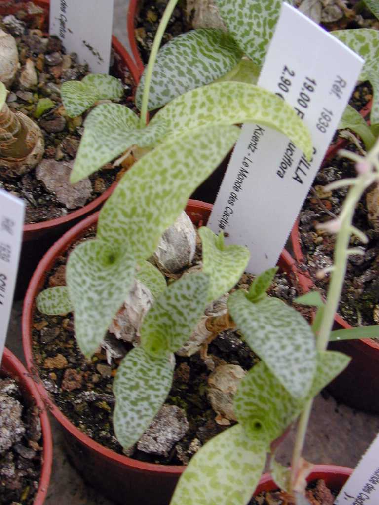 Ledebouria socialis