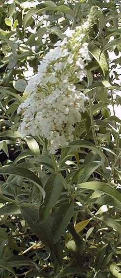 Butterfly Bush, Summer Lilac(Buddleia davidii)