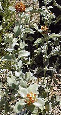 Wooly Butterfly Bush(Buddleia marrubiifolia)