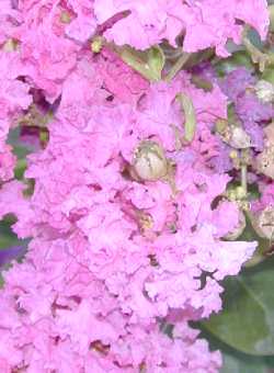 Crape Myrtle(Lagerstroemia indica)