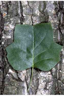 Tulip Tree, Yellow Poplar(Liriodendron tulipifera)