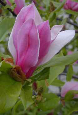 (Magnolia )