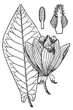 Mountain Magnolia(Magnolia fraseri)