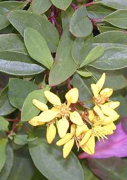 Golden Thryallis, Gold Shower(Galphimia glauca)