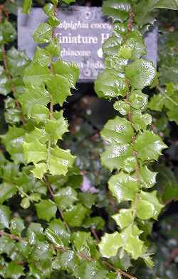 Miniature Holly, Singapore Holly(Malpighia coccigera)