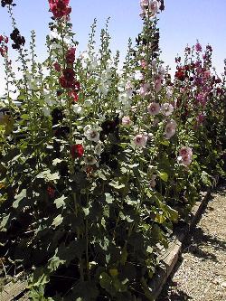 Hollyhock(Alcea rosea)