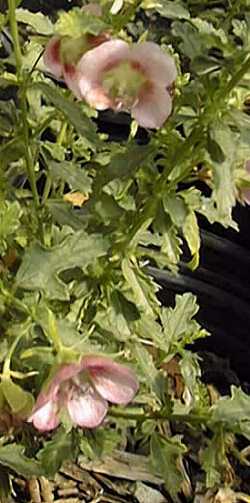 Cape Mallow(Anisodontea capensis)