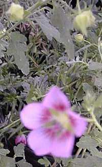 Cape Mallow(Anisodontea Χ hypomandarum)