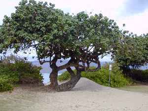 Linden Hibiscus, Mahoe, Sea Hibiscus(Hibiscus tiliaceus)