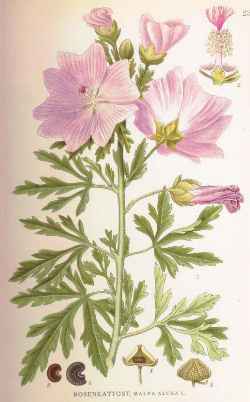 Vervain Mallow, Hollyhock Mallow(Malva alcea)