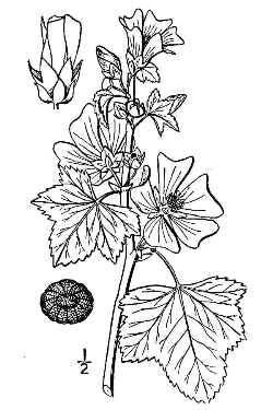 Common Mallow(Malva sylvestris)