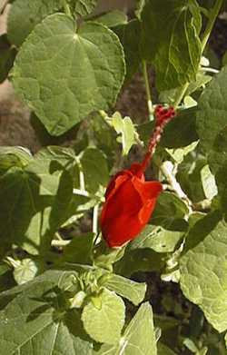 Sleepy Hibiscus, Mexican Turk's Cap(Malvaviscus drummondii)