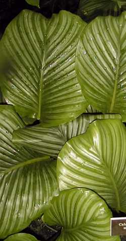 (Calathea orbifolia)