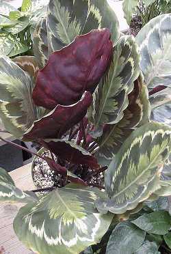 (Calathea roseopicta)