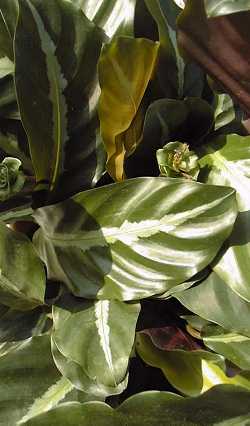 (Calathea undulata)