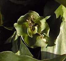 (Calathea undulata)