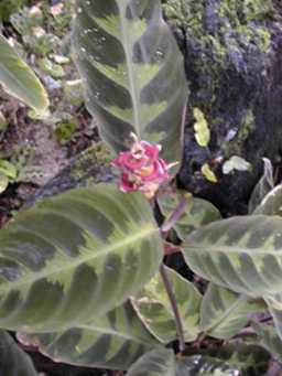 (Calathea warscewiczii)