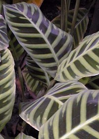 Zebra Plant(Calathea zebrina)