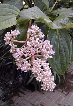 (Medinilla myriantha)