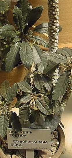 (Dorstenia foetida)