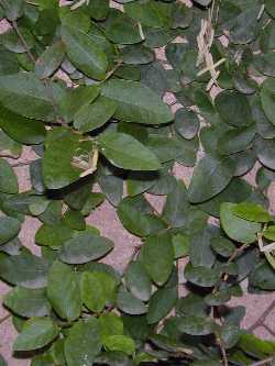 Creeping Ficus(Ficus pumila)