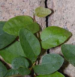 Creeping Ficus(Ficus pumila)