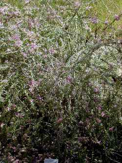 Spotted Emu Bush(Eremophila maculata)