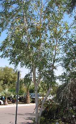 Ghost Gum(Eucalyptus papuana)