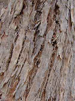 Silver Dollar Gum(Eucalyptus polyanthemos)