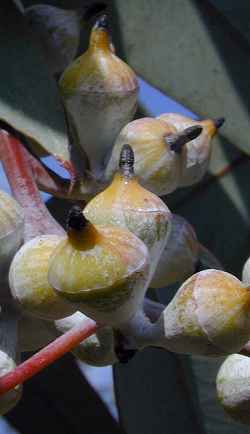 Lemon Flowered Gum, Lemon Flowered Mallee(Eucalyptus woodwardii)