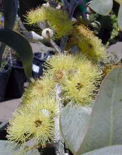 Lemon Flowered Gum, Lemon Flowered Mallee(Eucalyptus woodwardii)