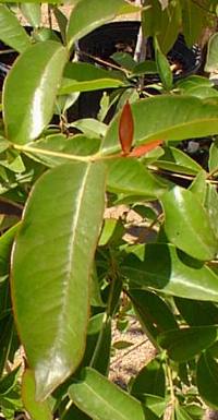 Surinam Cherry, Pitanga(Eugenia uniflora)