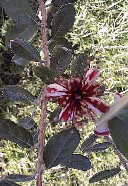 Feijoa, Pineapple Guava(Feijoa sellowiana)