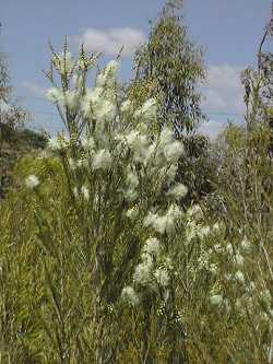 Tea Tree, Snow in Summer(Melaleuca alternifolia)