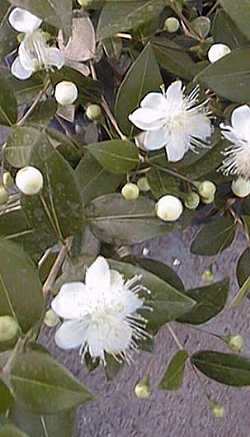 True Myrtle, Common Myrtle, Roman Myrtle(Myrtus communis)