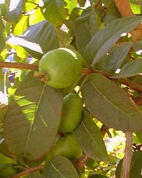 Tropical Guava(Psidium guajava)