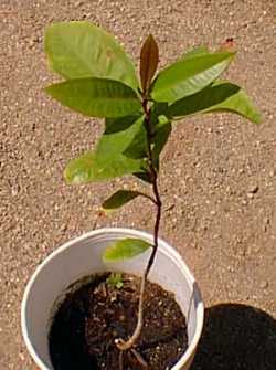 Java Apple, Makopa(Syzygium samarangense)