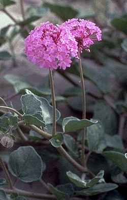 Amelia's sand verbena(Abronia ameliae)