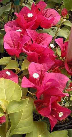 (Bougainvillea 'Barbara Karst')