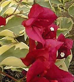 (Bougainvillea sp.)