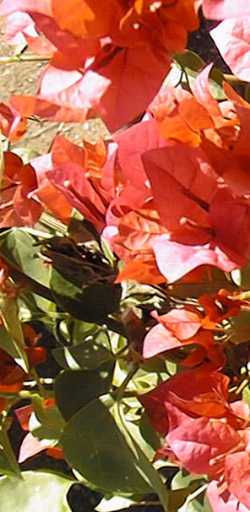 (Bougainvillea sp.)