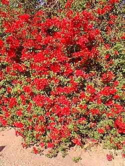 Bougainvillea(Bougainvillea glabra)